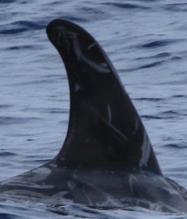 RightDorsal