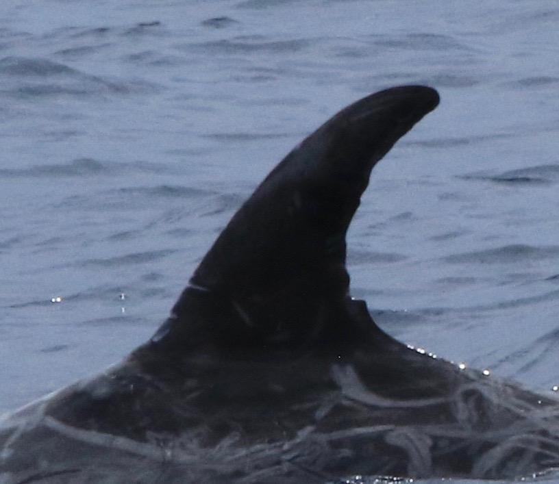 LeftDorsal