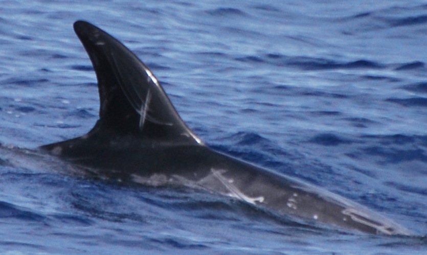 RightDorsal
