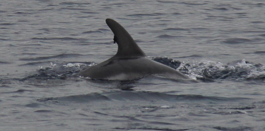 RightDorsal