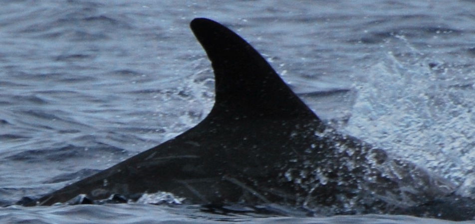 RightDorsal