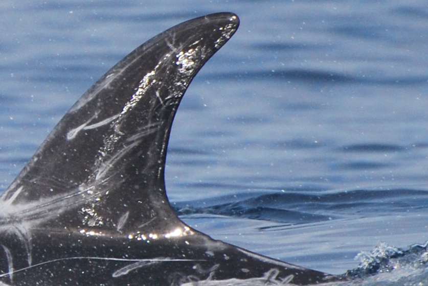 LeftDorsal