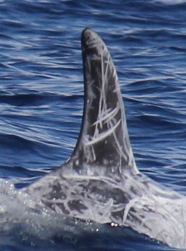 RightDorsal