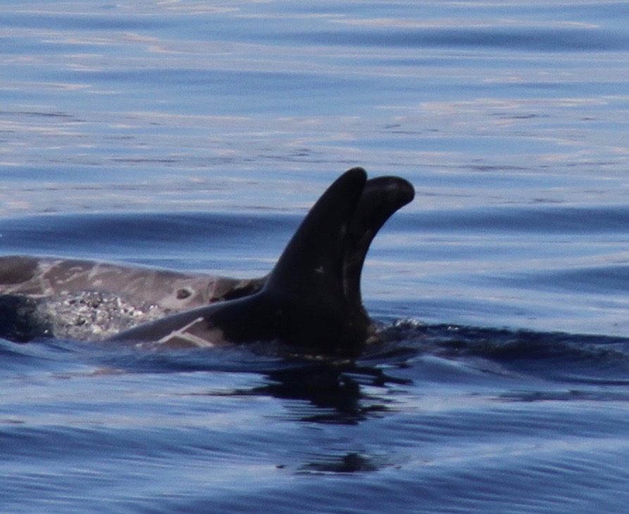 LeftDorsal