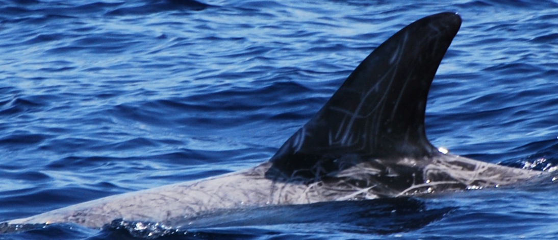 LeftDorsal