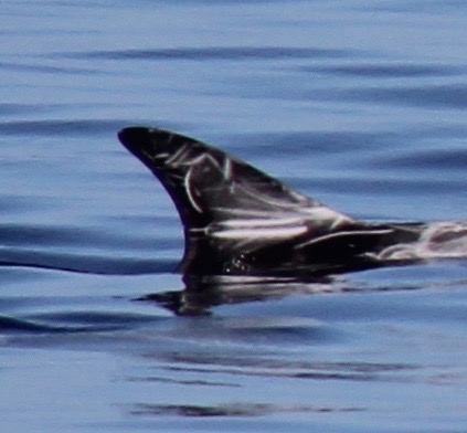 RightDorsal