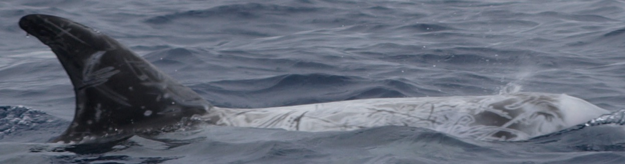 RightDorsal