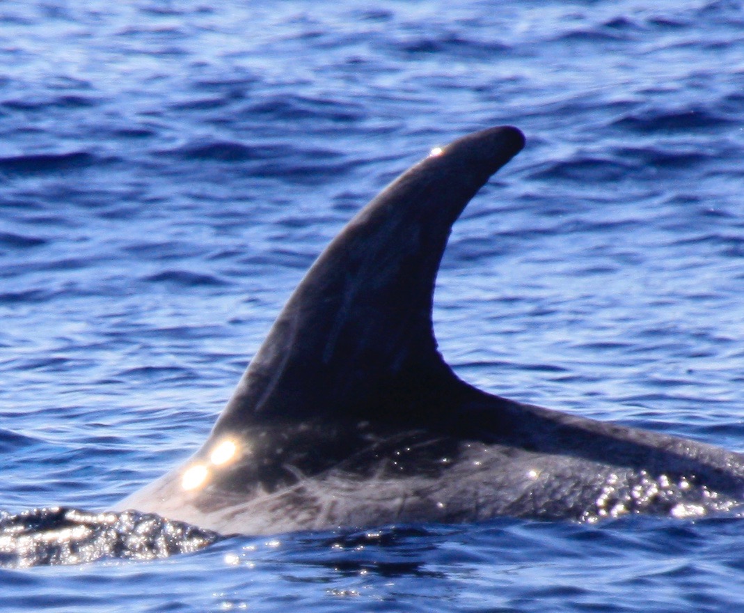 LeftDorsal