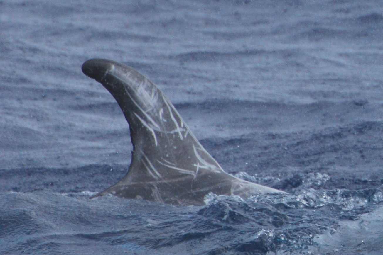 RightDorsal