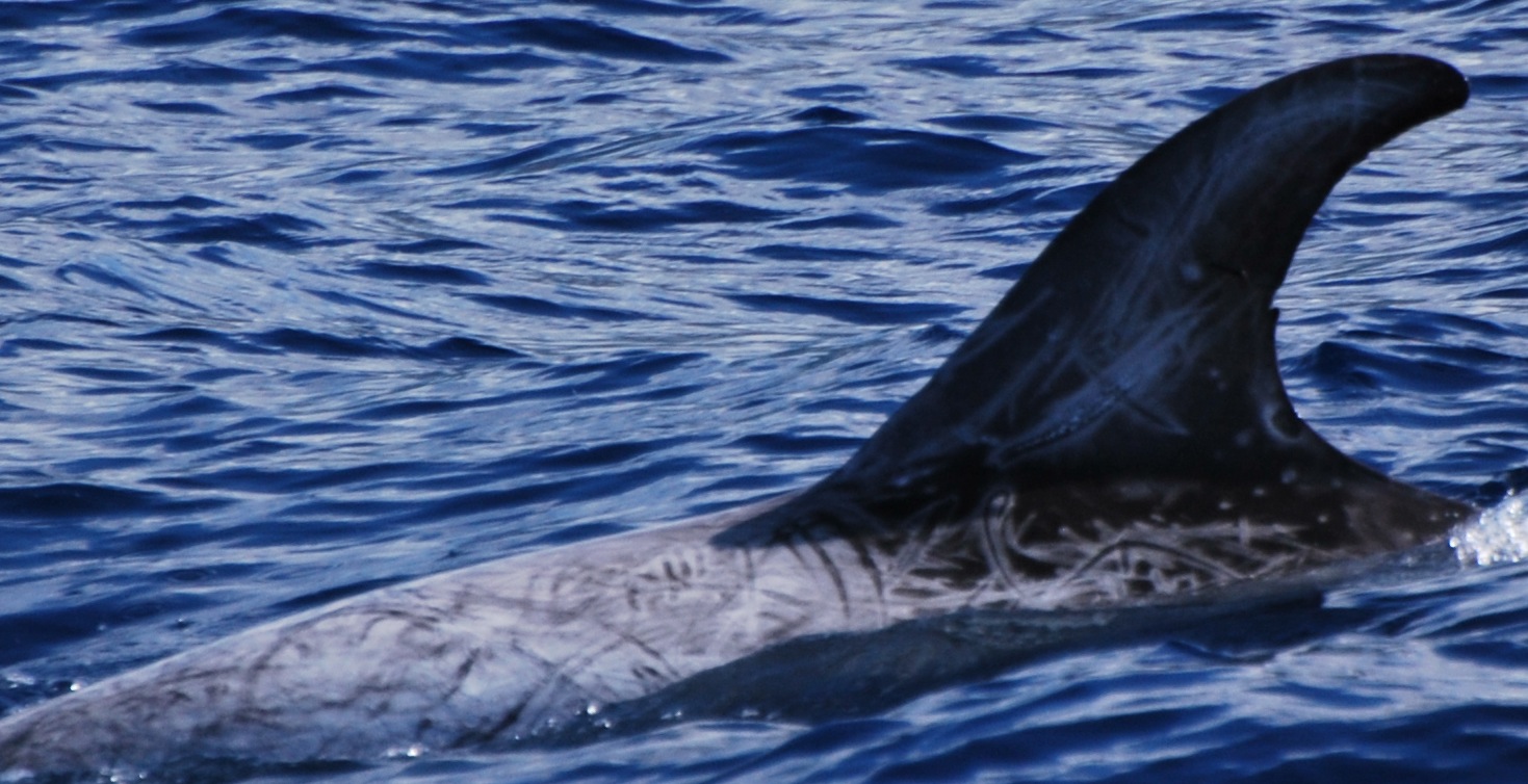 LeftDorsal