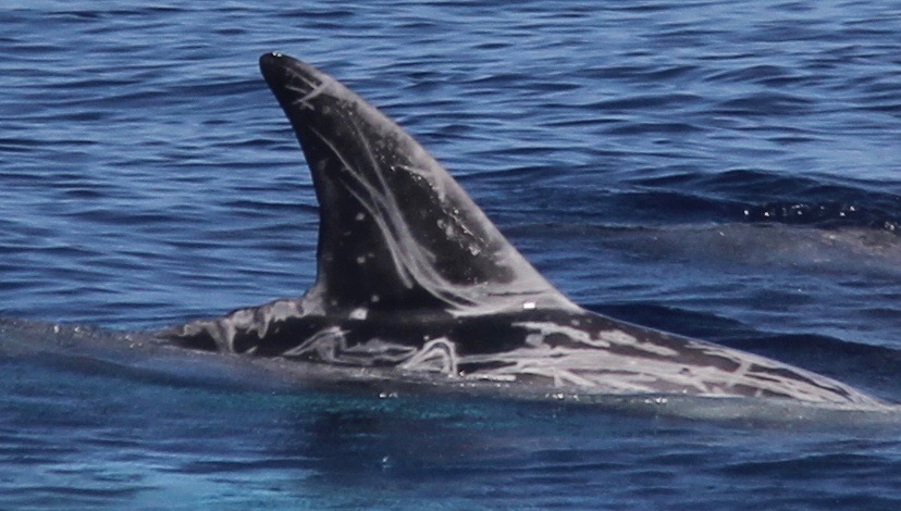 RightDorsal