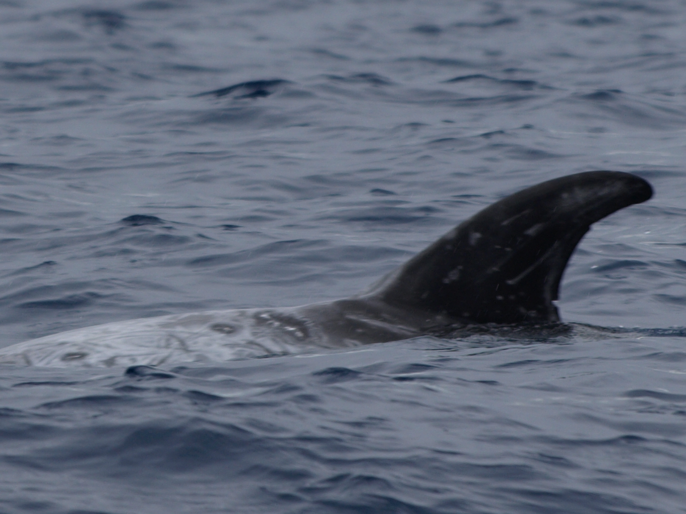 LeftDorsal