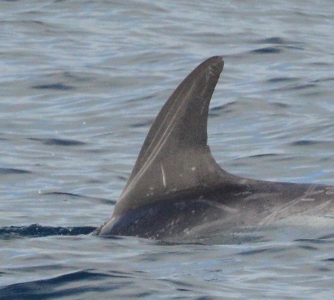 LeftDorsal