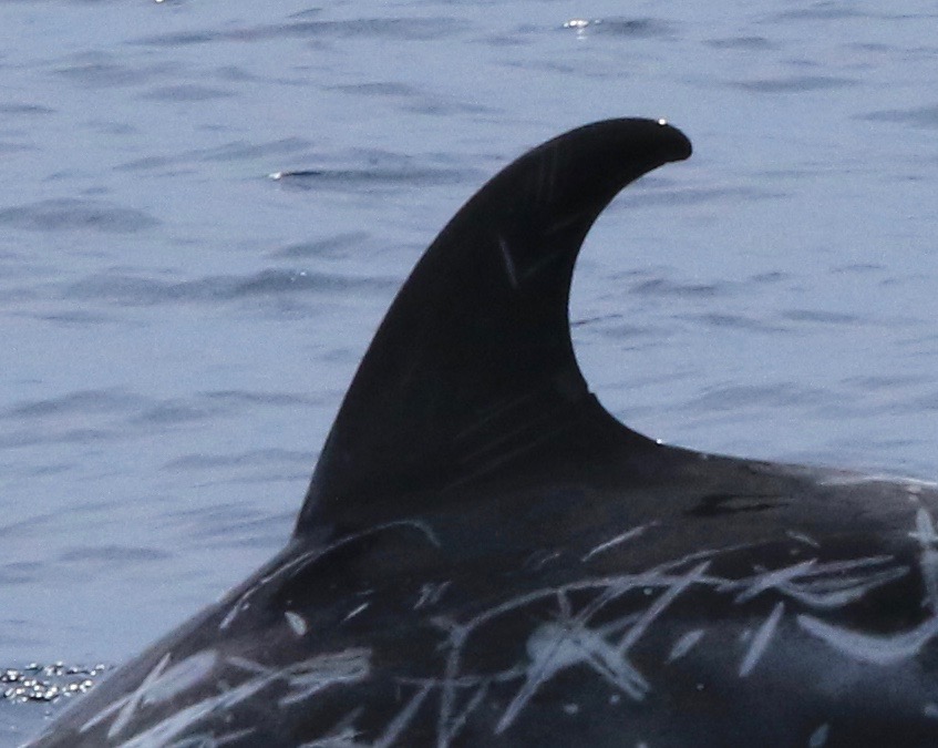 LeftDorsal