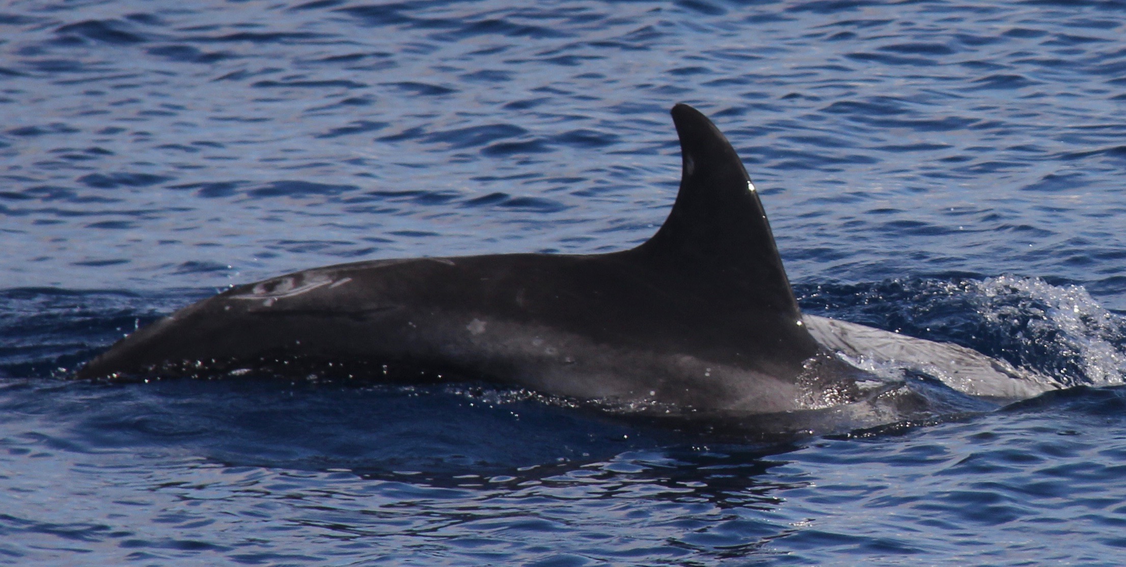 RightDorsal