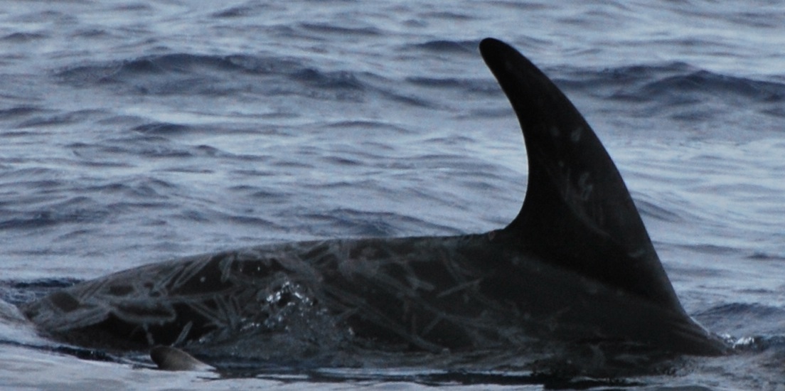 RightDorsal
