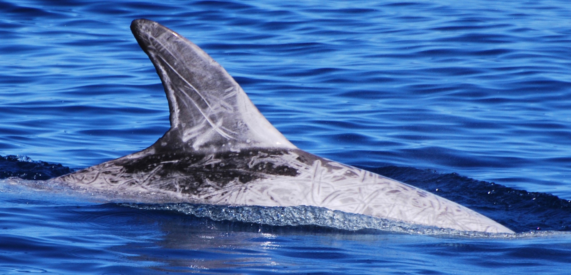 RightDorsal