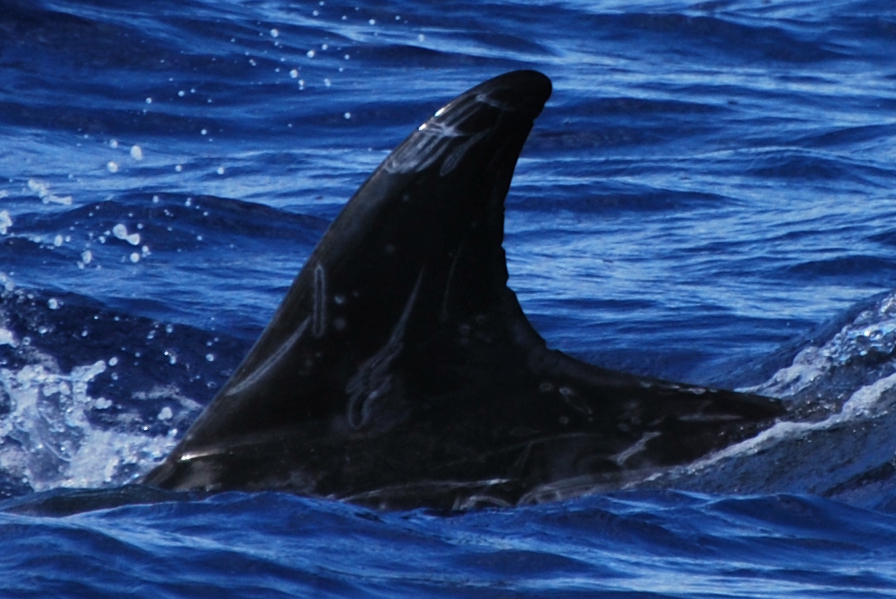 LeftDorsal
