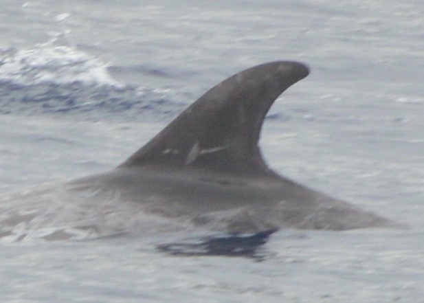 LeftDorsal