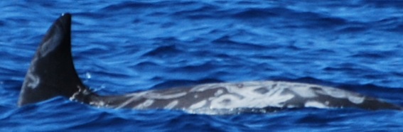 LeftDorsal