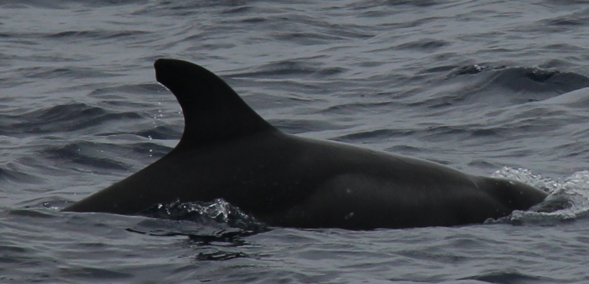 RightDorsal