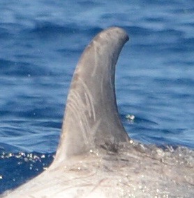 LeftDorsal
