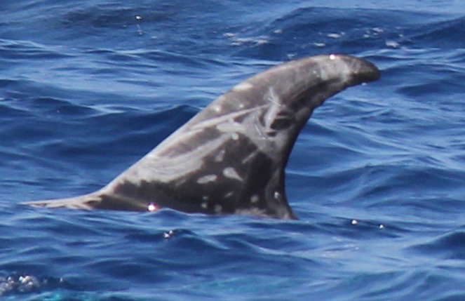 LeftDorsal