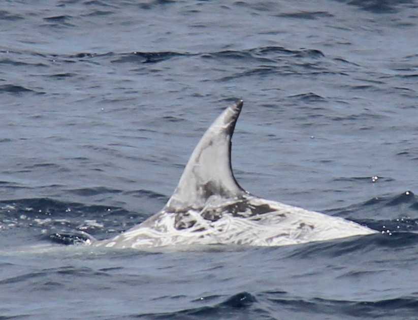 LeftDorsal