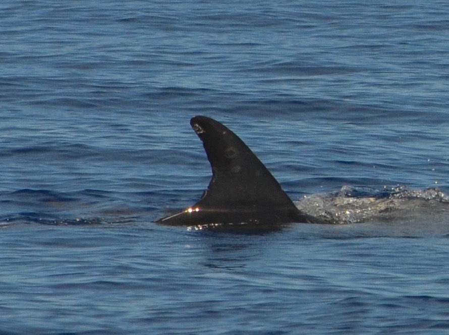 RightDorsal