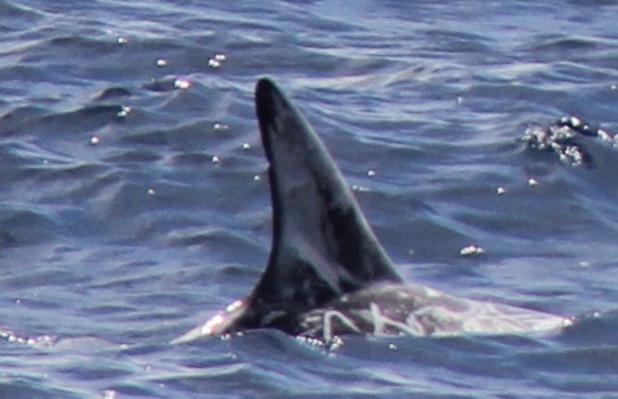 RightDorsal