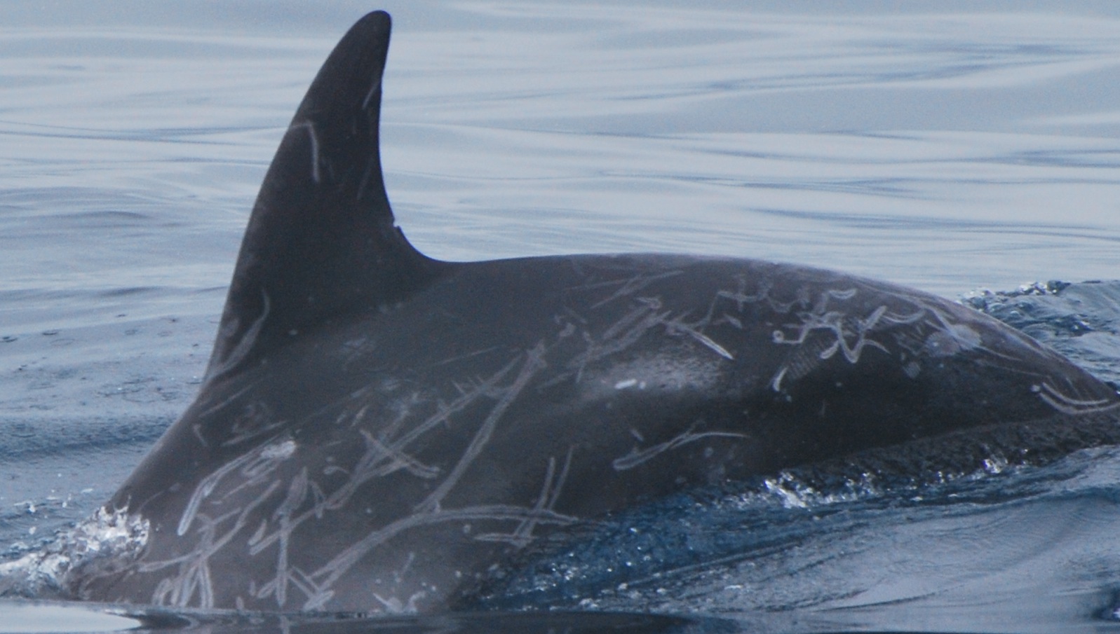 LeftDorsal