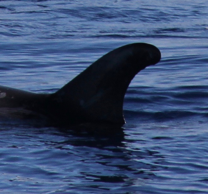 LeftDorsal