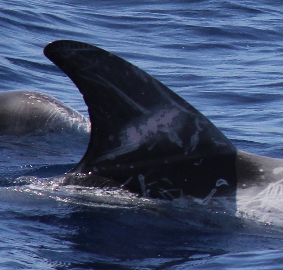 RightDorsal