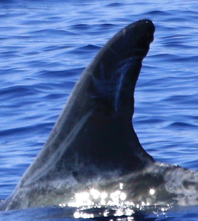 LeftDorsal