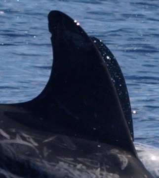 RightDorsal