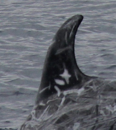 LeftDorsal