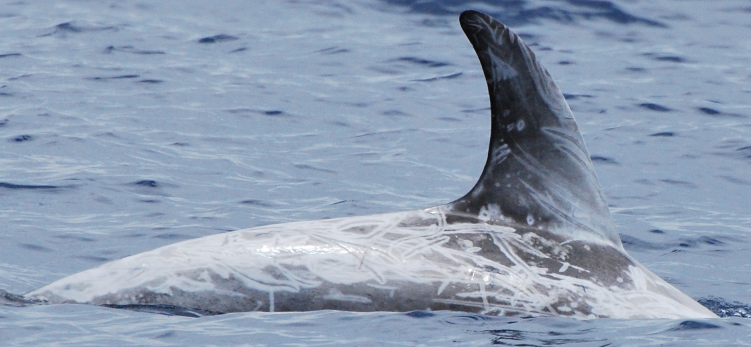 RightDorsal
