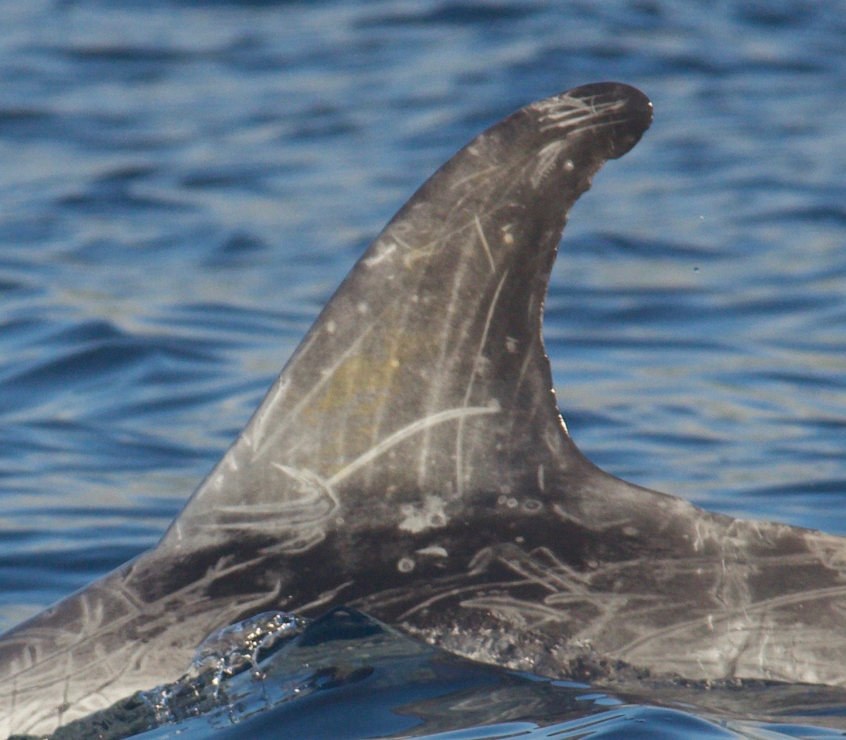 LeftDorsal