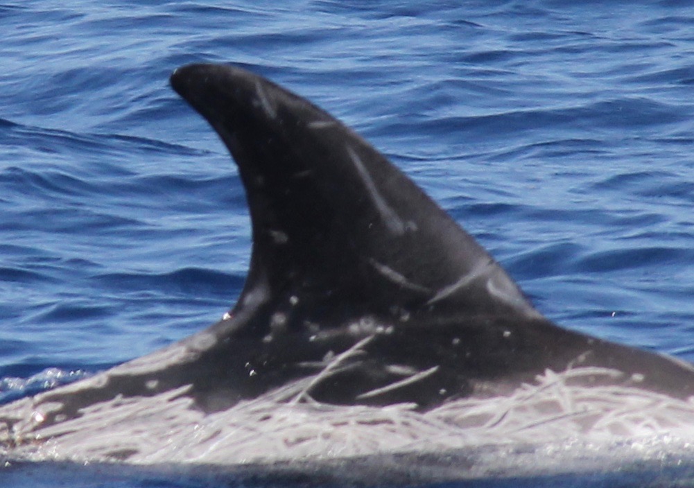RightDorsal