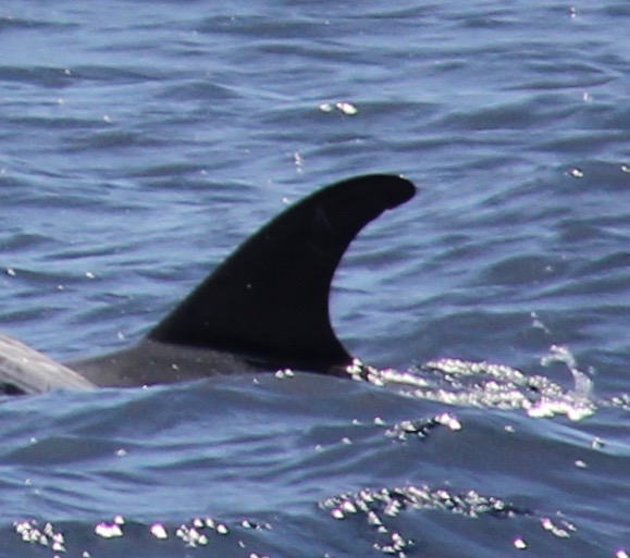 LeftDorsal