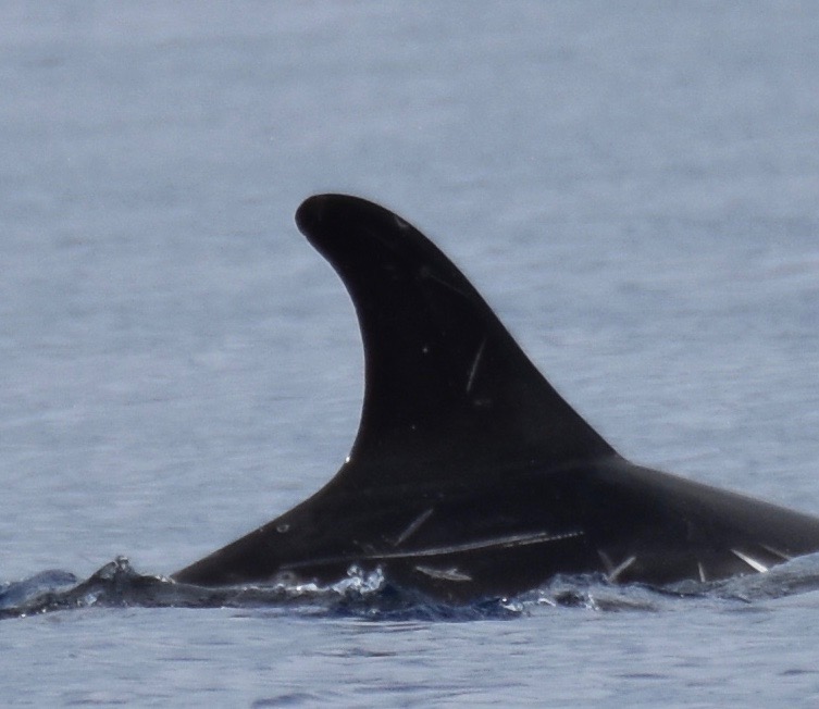 RightDorsal