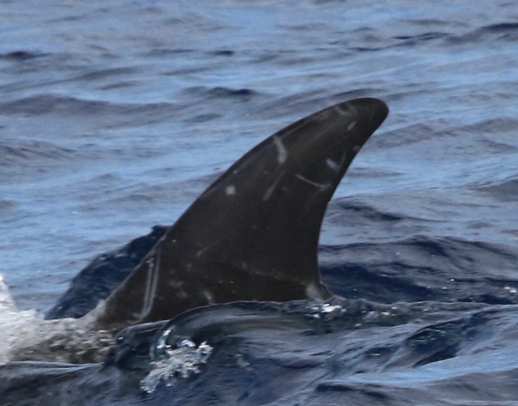 LeftDorsal
