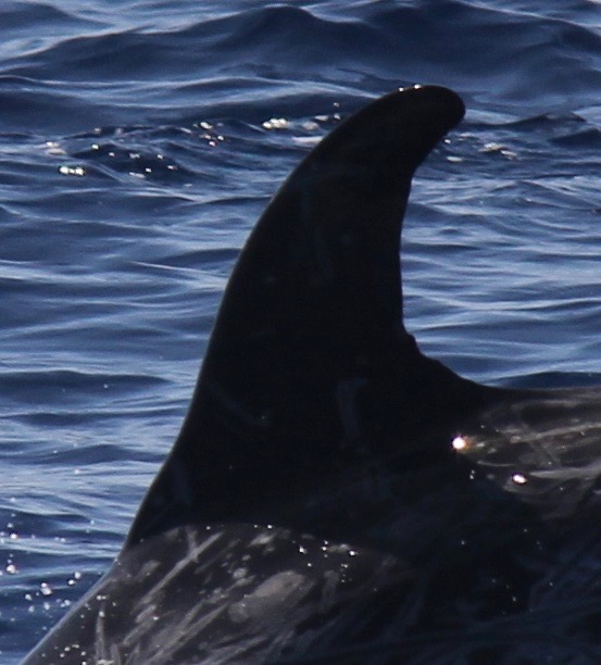 LeftDorsal