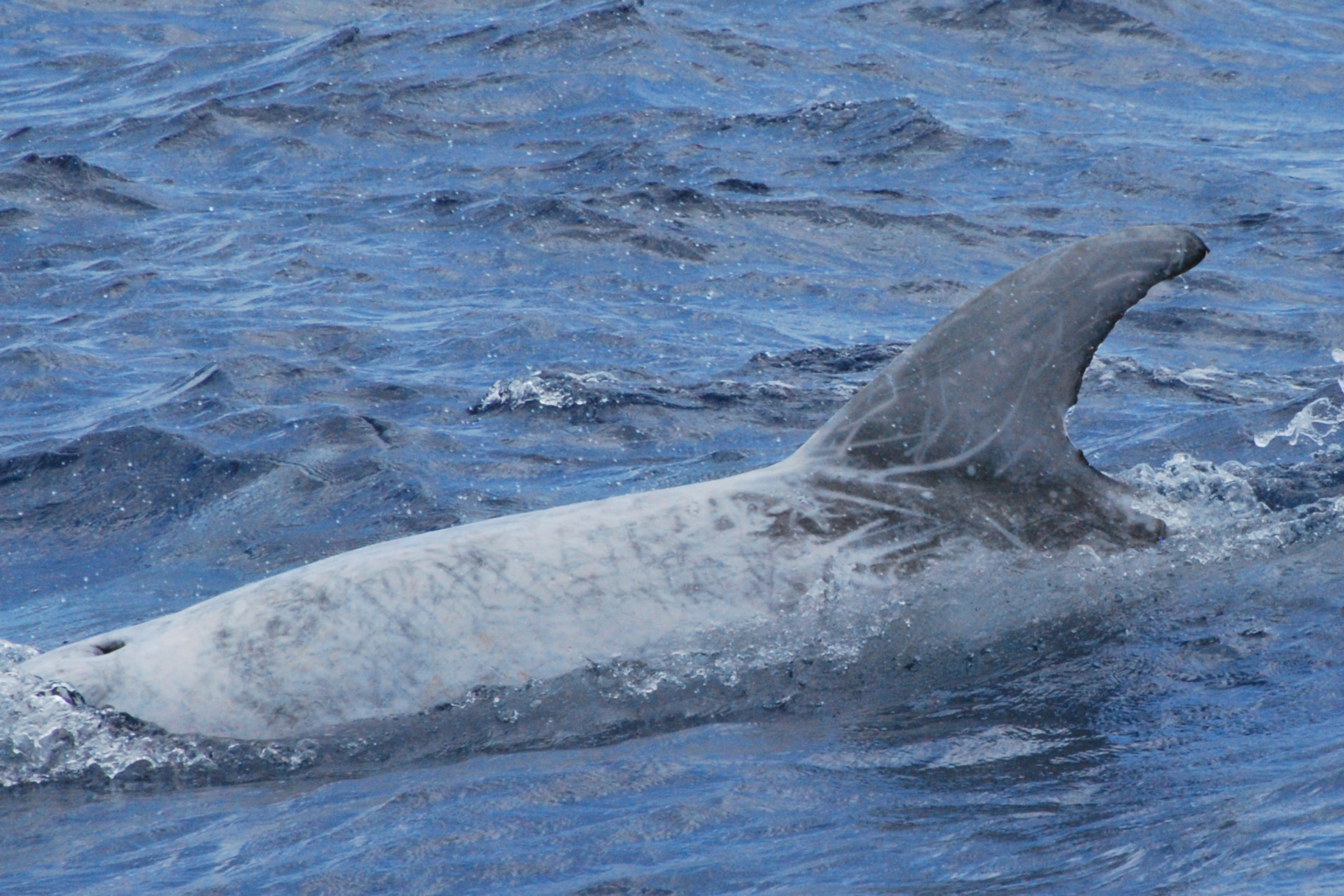 LeftDorsal