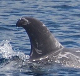 RightDorsal