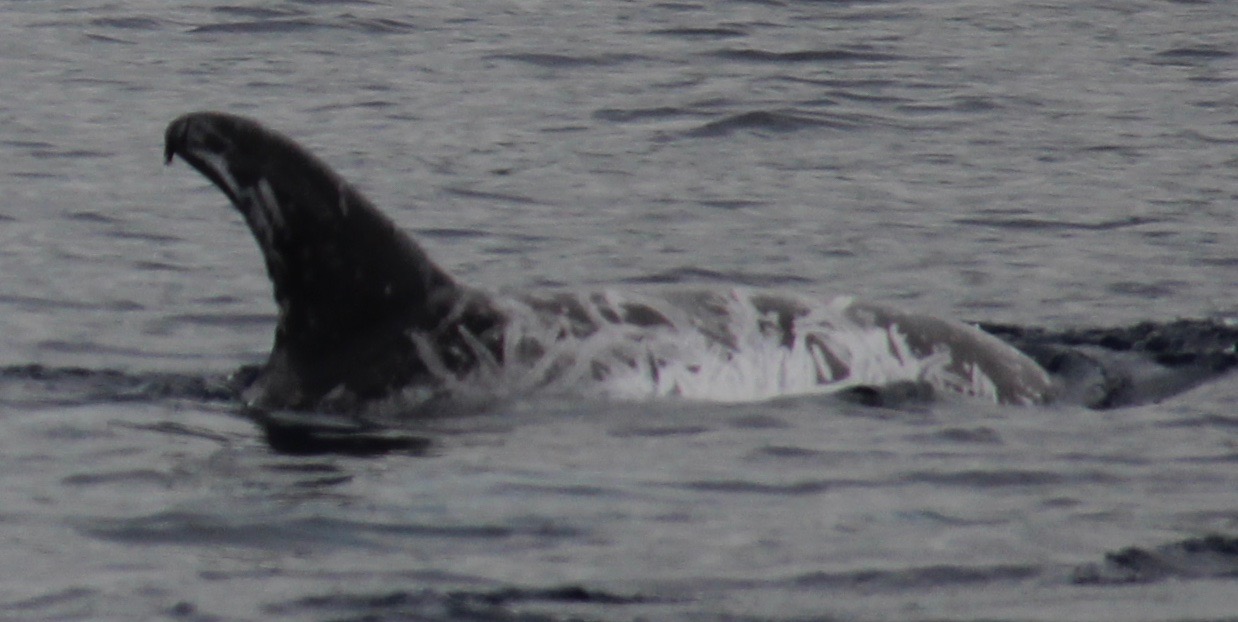 RightDorsal