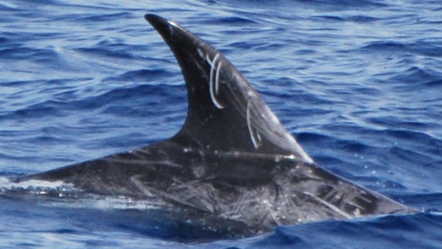 RightDorsal
