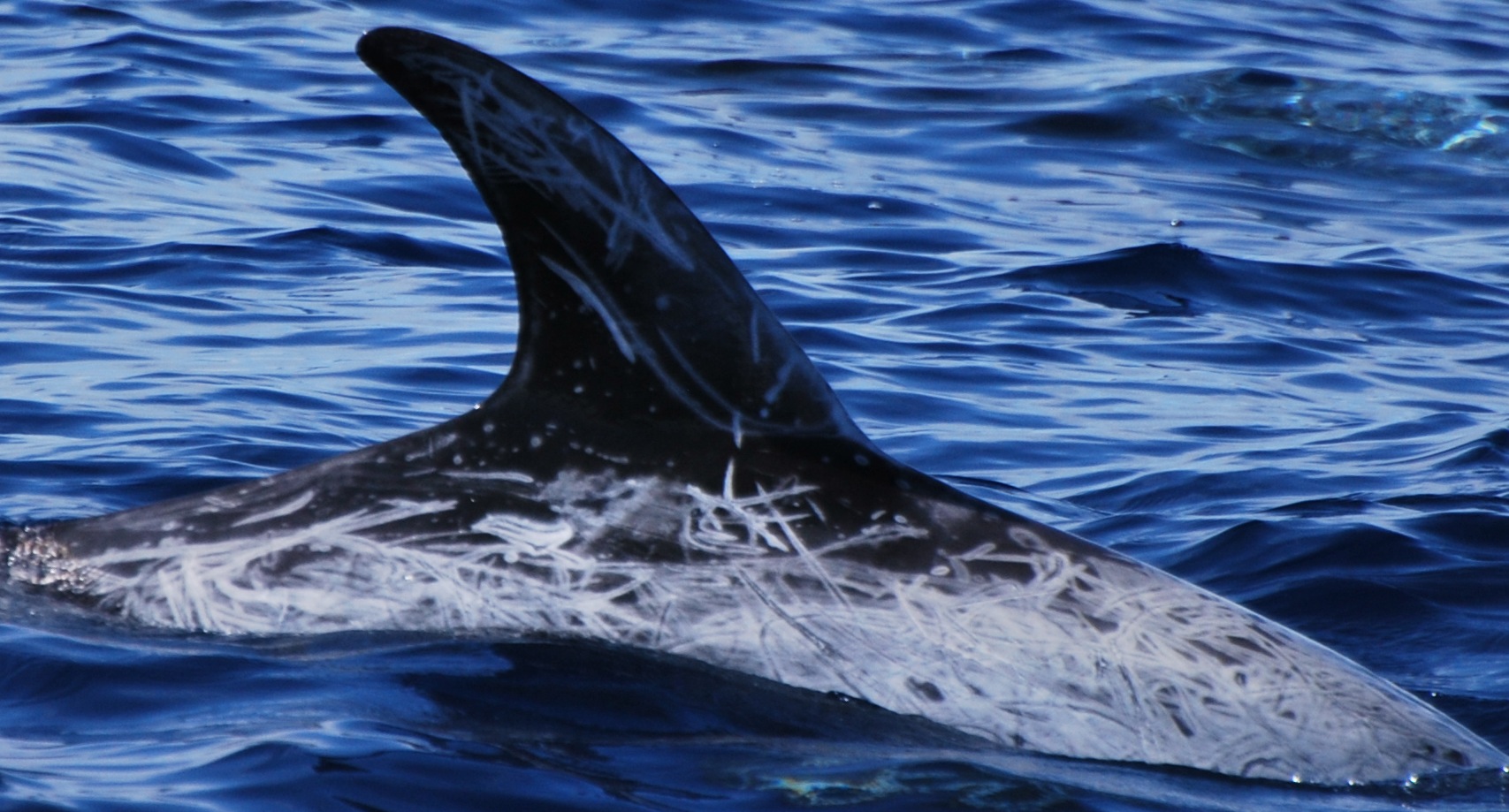 RightDorsal
