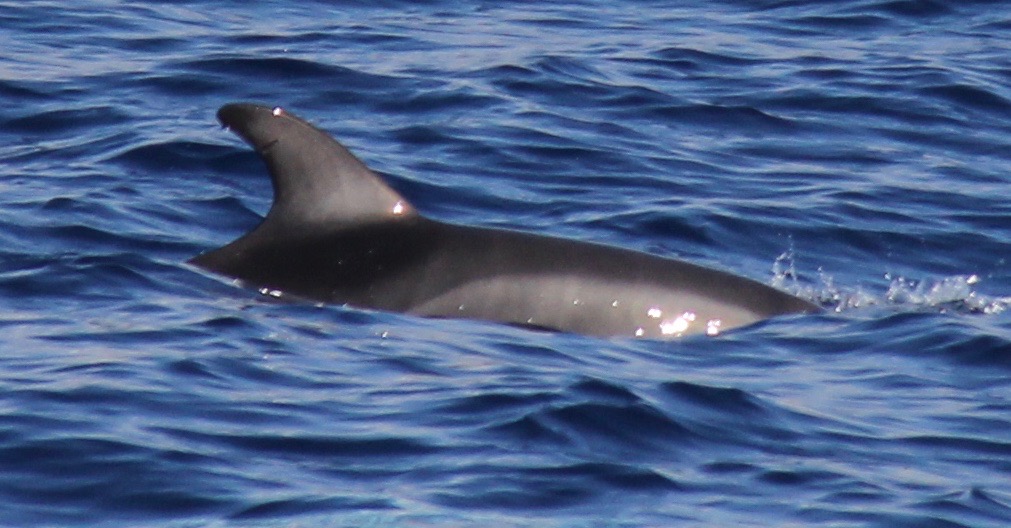 RightDorsal