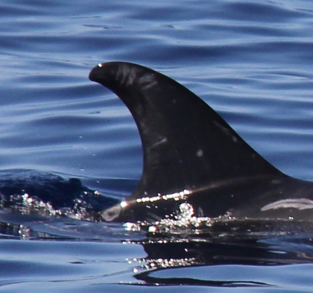 RightDorsal